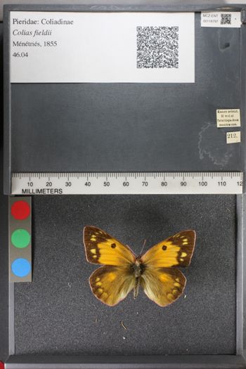 Media type: image;   Entomology 118797